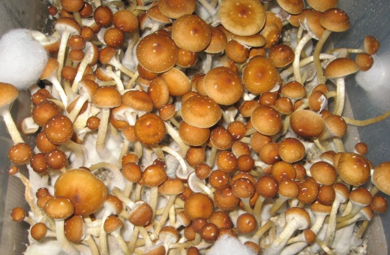 How to Get Started with Magic Mushrooms? – 5 Easy Ways