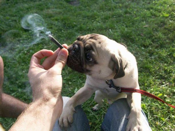 Have You Ever Thought of Smoking Joint With Your Dog?