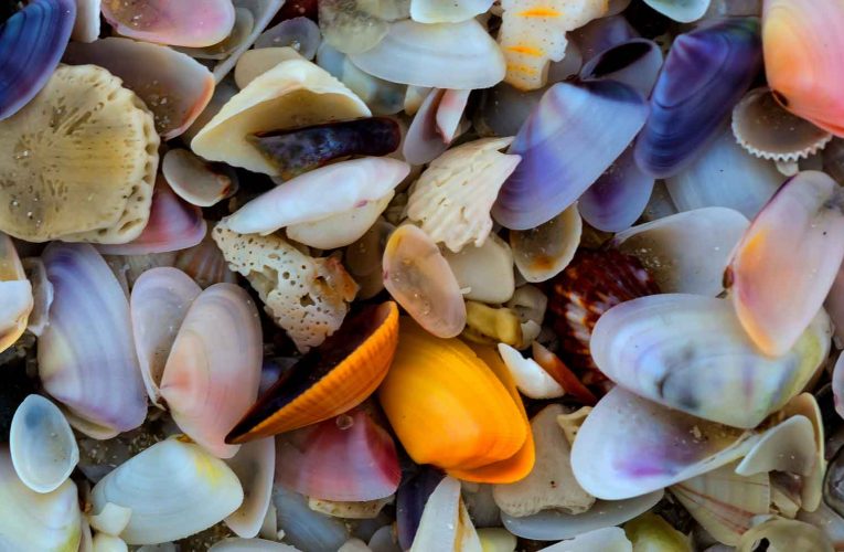 How To Utilise Shells And Choose The Best Shelling Tour Island?